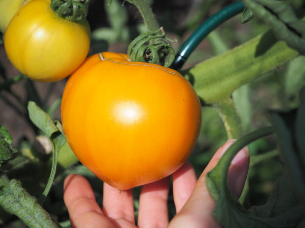 jak pěstovat rajčata