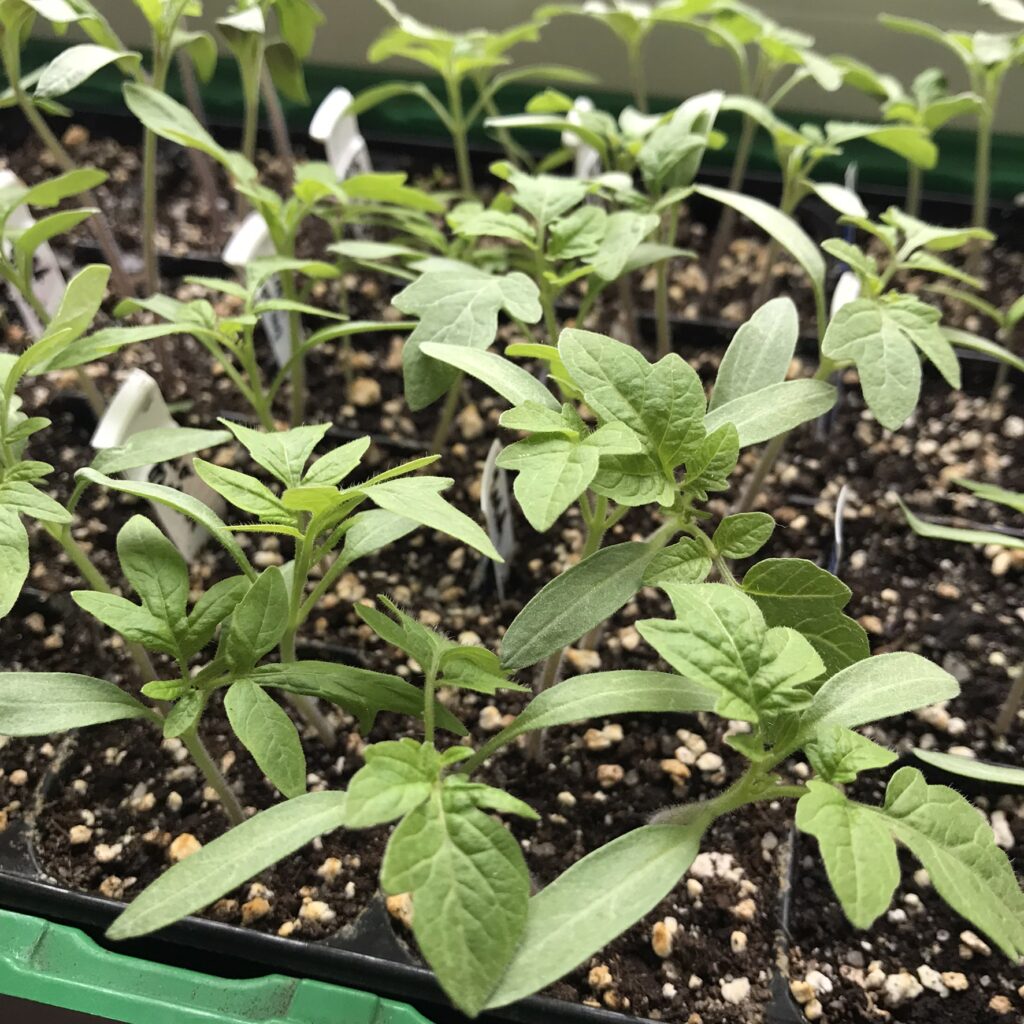 pěstování a předpěstování rajčat