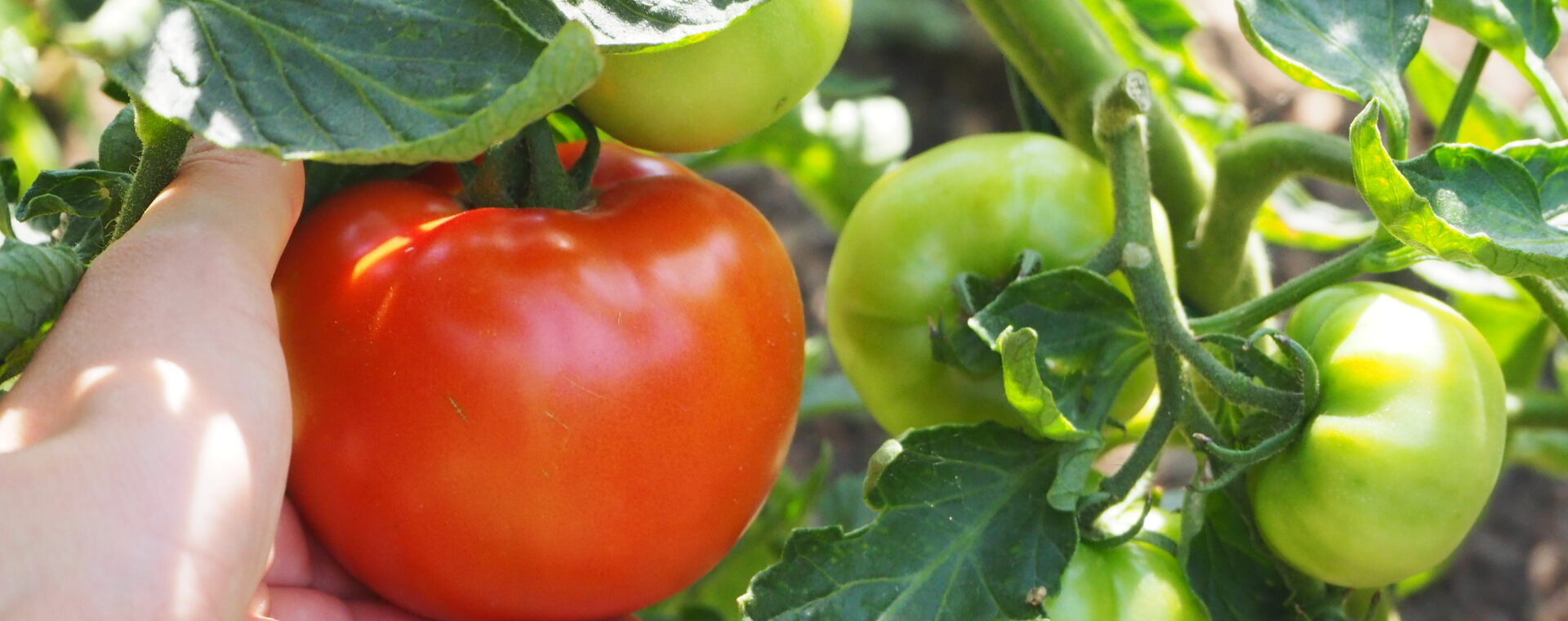 Pěstování rajčat bez chemie