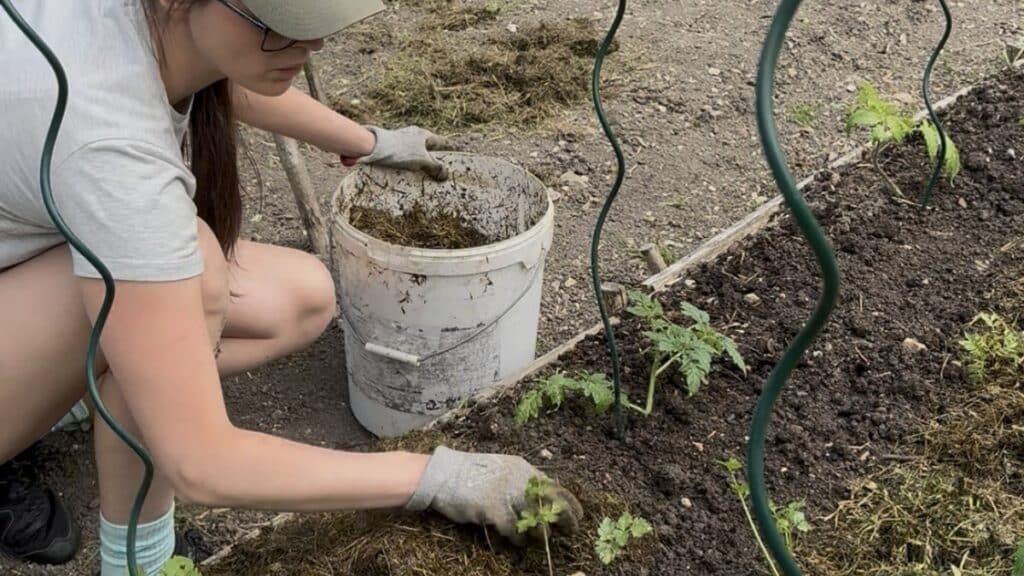 Mulčování posekanou trávou kolem mladých sazenic rajčat na zeleninovém záhoně