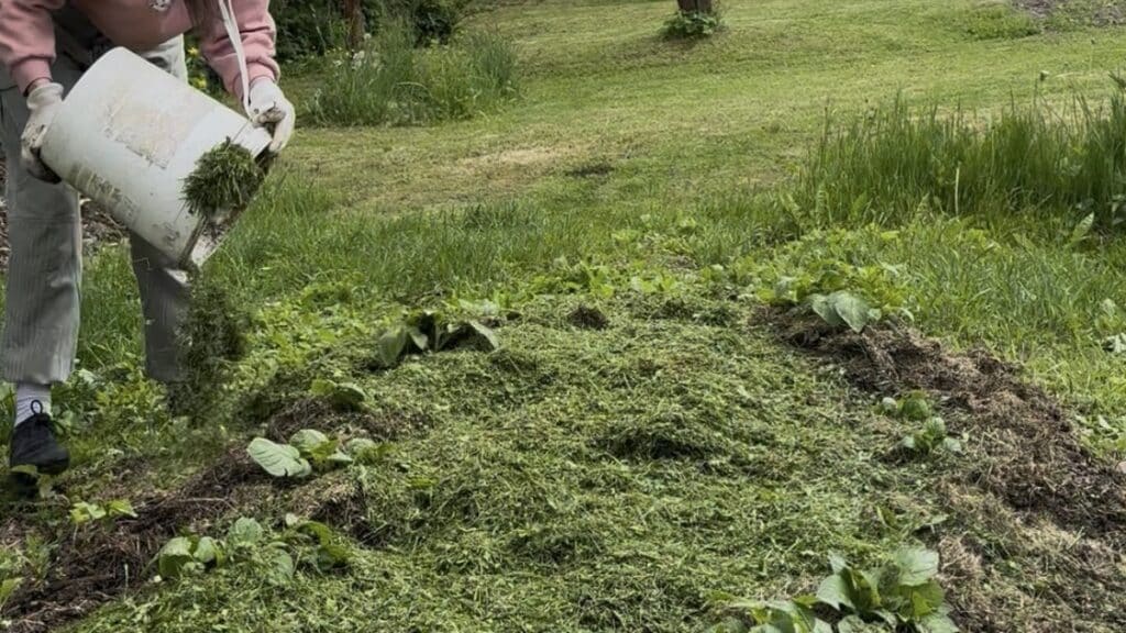Aplikace čerstvě posekané trávy jako mulč na záhon s bramborami